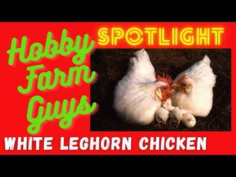 , title : 'HFG Farm Animal Spotlight: White Leghorn Chicken'