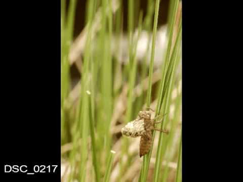 Schlupf einer Großlibelle- vermutlich Libellula quadrimaculata-  big dragonfly