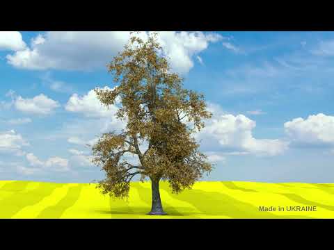 Tree animation Tree animation