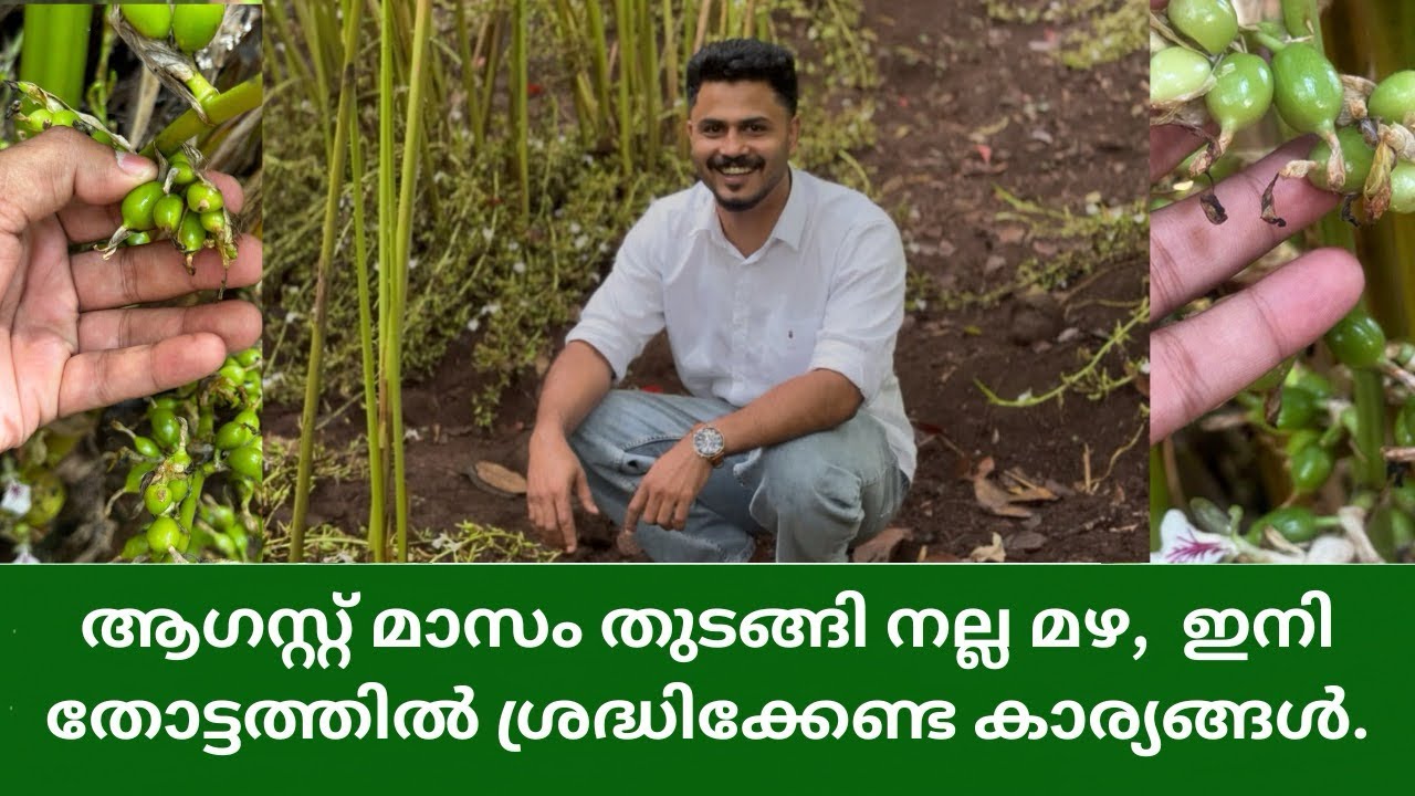 ആഗസ്റ്റ് മാസം തുടങ്ങി നല്ല മഴ ഇനി തോട്ടത്തിൽ ശ്രദ്ധിക്കേണ്ട കാര്യങ്ങൾ | Things to pay attention to in the garden after good rains starting in August