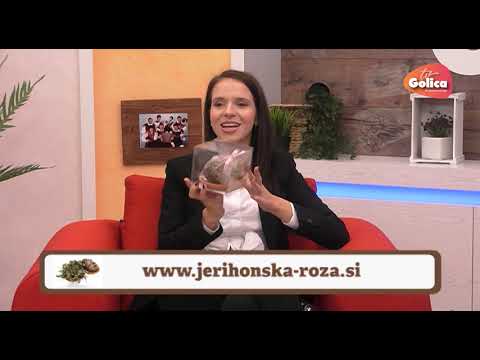 POPOLDNE NA GOLICI; JERIHONSKA ROŽA, november 2019