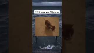 まじ予想外すぎて笑えるwww #面白い #犬 #funny #meme #おすすめ #fyp