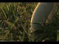 Llarry the Llama Theatrical Trailer