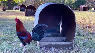 Paco Baluarte visita Gilliam Game Farm, la granja del Maestro Gary Gilliam, Noviembre 2020