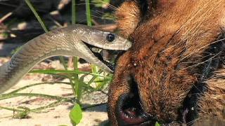 Black Mamba vs Dead Lion 05 - Snake Attacks Lion