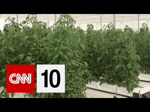 如何在沙漠中種植植物 (How To Grow Plants In The Desert)