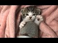 ASMR Can These Tiny Kittens Make You Smile