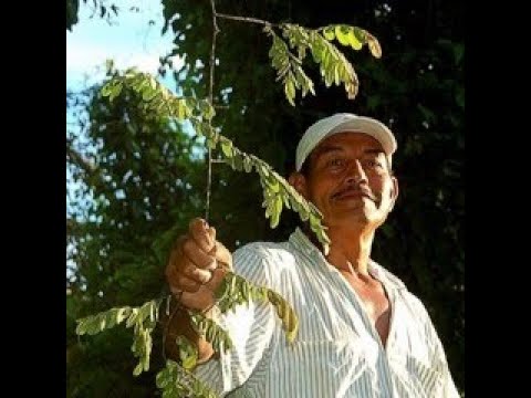 Icaros Ayahuasca Cantos Sanadores Chamanicos