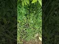 Keeravani Iravile Kanavile Padava Nee WhatsApp Status Song ️ ️