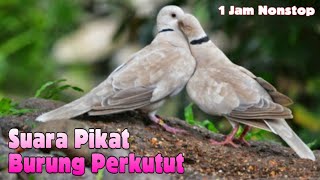 Download lagu Suara Burung Tekukur Buat Pikat Pancing Gacor | 1 Jam Pull Nonstop mp3