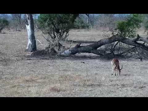 Djuma: Impala herd grazing and Waterbuck bull - 08:41 - 09/18/21