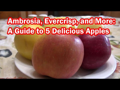 Ambrosia, Evercrisp, and More A Guide to 5 Delicious Apples