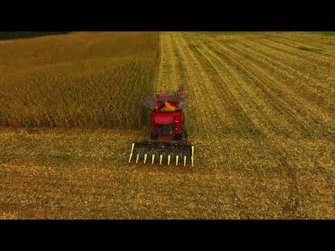 Maisdreschen/CASE IH Axial Flow 290