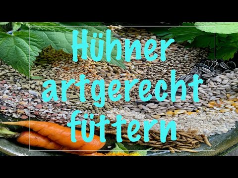 Hühner artgerecht füttern   UhlenbuschHühnerGarten