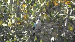 preview picture of video 'Collared Kingfisher (kalbaensis) @ Khor Kalba, Sharjah, UAE'