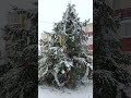 Ёлочка вам нравится?!)))НГ 2023.Беларуская деревня.Елочка во дворе .