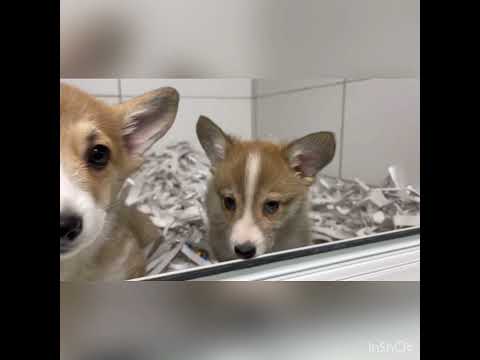 Κόργκι-Welsh corgi-thumb-1