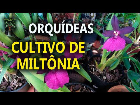 , title : 'Orquídea Miltônia  Dicas e cuidados Plantar em Casa'