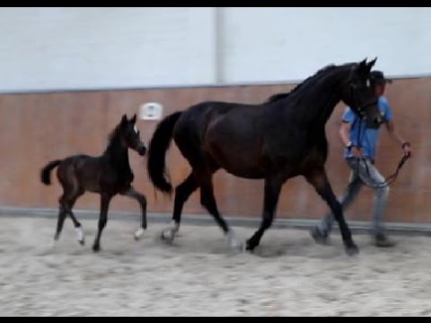 Oldenburger Hengstfohlen von Dante Weltino / Monteverdi / Gribaldi