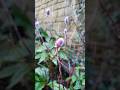 Seeing Pink Hellebores And Japanese Pink Pussy Willow