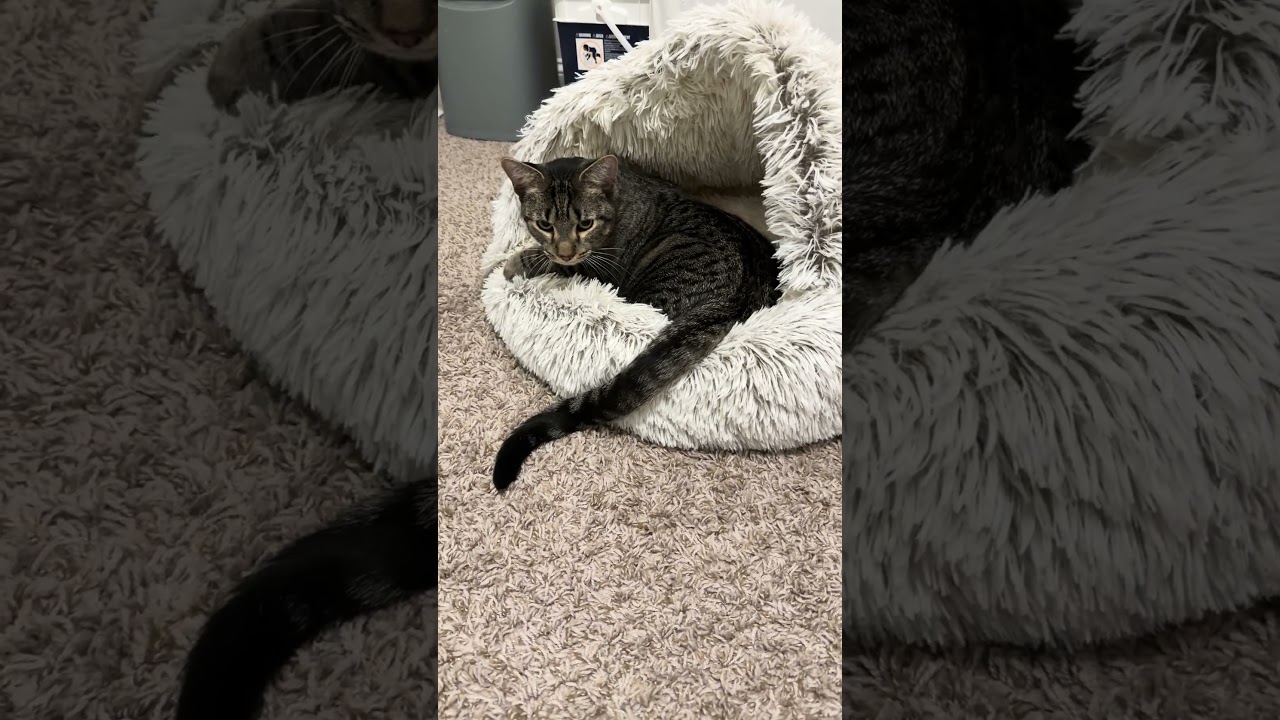 Enlarge Rocky, a Adoptable Domestic Short Hair in Huntsville, AL video 3/3