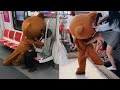 Video Lucu Cina Jail Beruang Tik Tok China 02