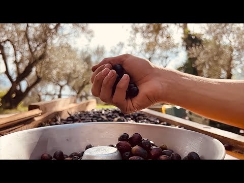Raccolta olive CAIAZZANE Presidio Slow Food | AZIENDA SANGIOVANNI Caiazzo - 2022