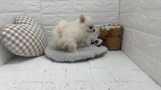 ハーフ犬の動画01