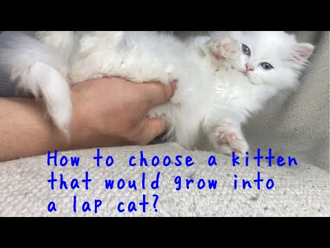 How to choose a kitten that would grow into a lap cat?