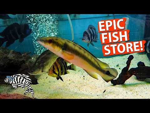 HUGE FISH STORE TOUR!! Gerber's Tropical Fish 2018