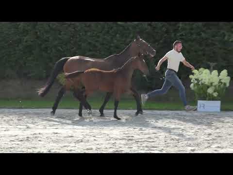 Etoscha des Rosiers Z