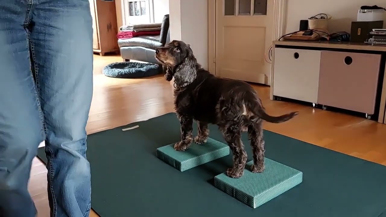 Fun Fitness voor volwassenen