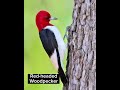Red-headed Woodpecker