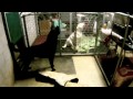 Hidden Camera Dogs Howling