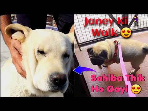 Sahiba Thik Ho Gayi 😍 // Janey's Walk With Me😍 // #dogwalk #petsvlog #dogslife