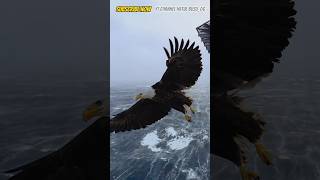 Download lagu BURUNG ELANG BESAR TERBANG SANGAT GAGAH🦅 #shorts mp3