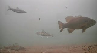 Early Ice WALLEYES! Ice Fishing MILLE LACS Lake (Underwater Camera)