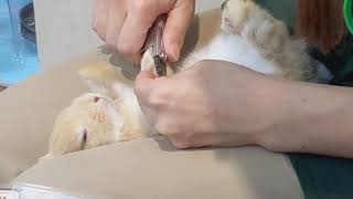うさぎの爪切り