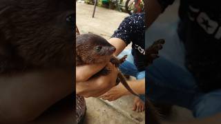 Download lagu seumur hidup baru pegang garangan mudah2han mereka bisa bersahabat lulu si otter tupai dan garangan mp3