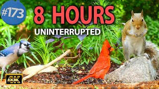 Relaxing TV for Cats 😻Uninterrupted 8 Hours of Birds 🐦 and Squirrels 🐿No ADs Interrupting Cat TV