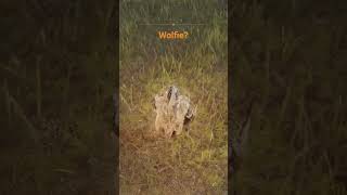 Wolfie? #eldenring #darksouls #bloodborne #soulsborne #fromsoftware