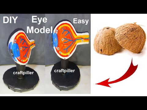 human digestive system working model 3d science project for science exhibition diy howtofunda