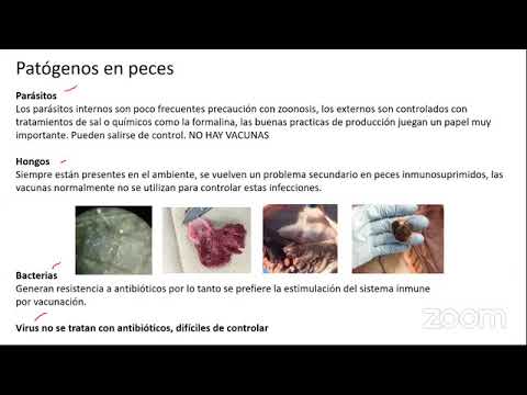 , title : '21 octubre 2021   Enfermedades Bacterianas y Virales que más impactan en el Cultivo de Tilapia'