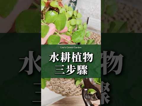 水耕植物3步驟，這個方法適合用在觀賞植物#李的綠意花園 #園藝 #植物