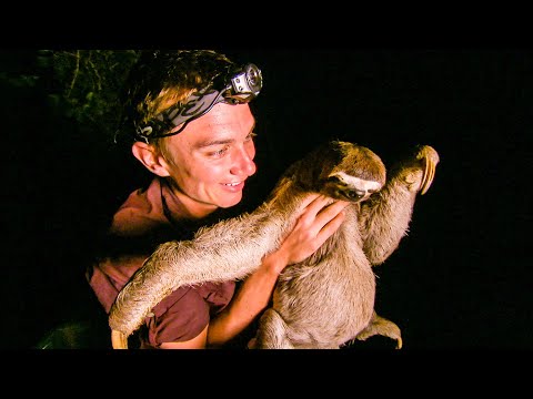 Zoologist spots Three Toed Sloth on Riverbank | The Dark:  Nature's Nighttime World | BBC Earth