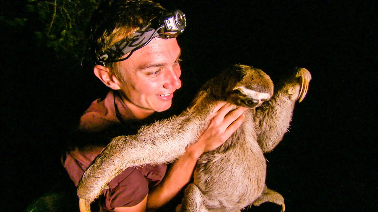 Zoologist spots Three Toed Sloth on Riverbank The Dark: Nature's Nighttime World BBC Earth