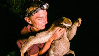 Zoologist spots Three Toed Sloth on Riverbank | The Dark:  Nature's Nighttime World | BBC Earth
