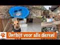 Hoe krijgen alle dieren te eten? | DierenpraatTV