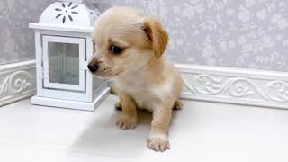 ハーフ犬の動画01