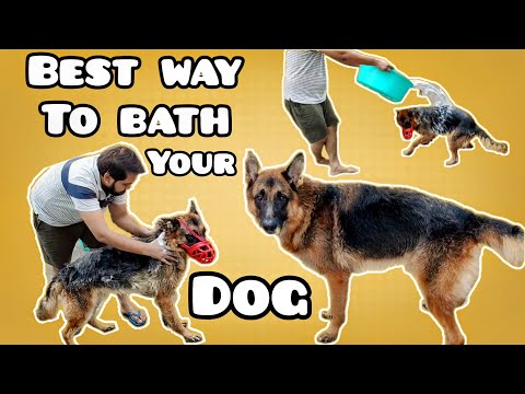 Best Trick to Bathe Your Dog Properly || How to Bathe a Dog at Home ||